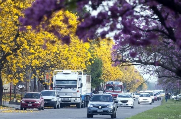 Lapachos de colores en las calles de San Miguel de Tucumán
