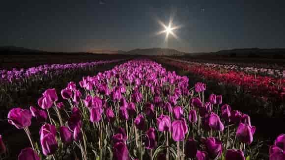 tulipanes