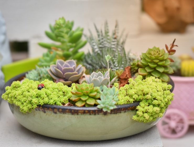 plantas suculentas cuidados