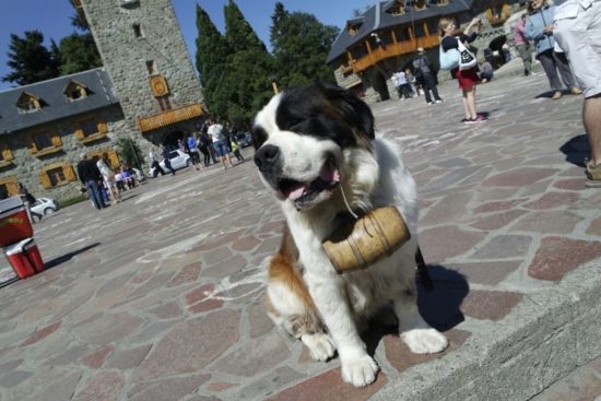 perro san bernardo