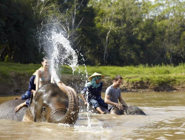 elefantes de tailandia