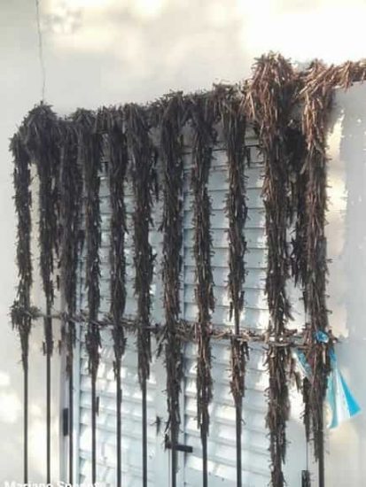 langostas