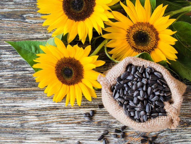 propiedades de la semilla de girasol