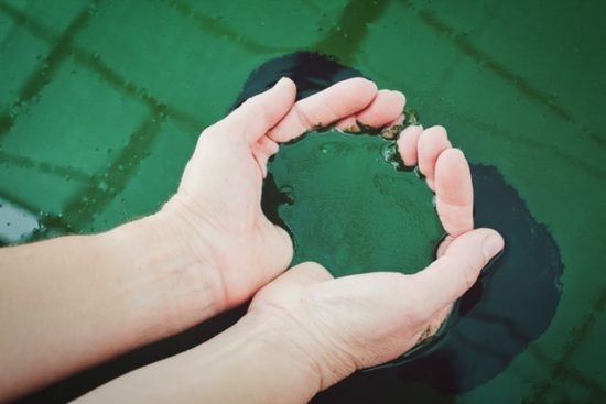que beneficios tiene la espirulina
