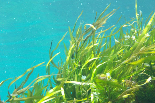 que es la espirulina