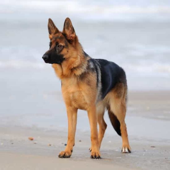 perro de raza pastor alemán